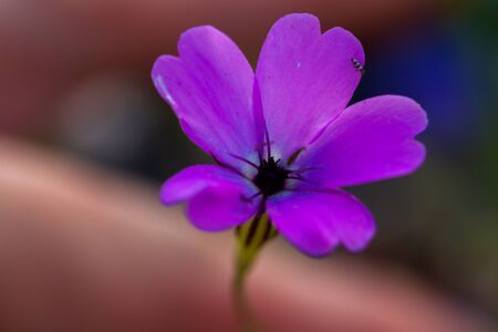Close-up of blue, pink and white wildflowers in natural lightの写真素材