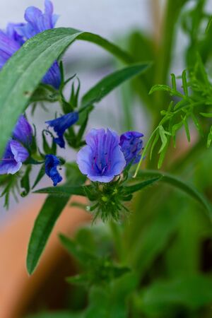 Close-up of harebell flowers, Campanula rotundifolia, known as Scottish bluebell, or bluebell of Scotland in urban wildflowers gardenの写真素材