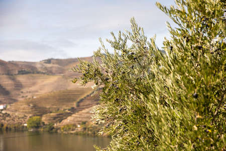 Top view of river, the hills with the quitas and the vineyards in the Valley of the River Douro,...