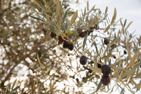 Closeup of olive trees with fruits and leaves in a field in Douro Valley, Portugal, ready for olive...