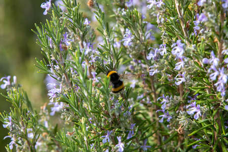 Bee pollinating herbal lavender flowers in a fieldの写真素材