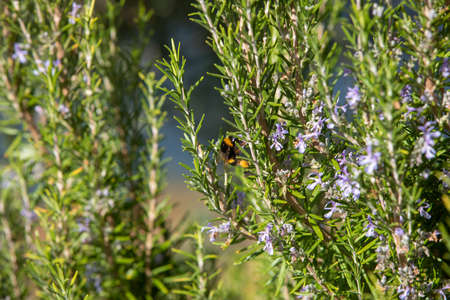 Bee pollinating herbal lavender flowers in a fieldの写真素材