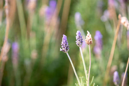 Purple blue lavandula of the mint family, with bracts (commonly named lavender), in natural light