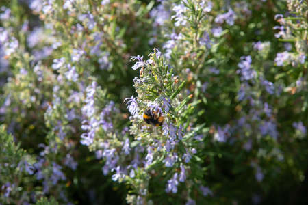 Bee pollinating herbal lavender flowers in a fieldの写真素材