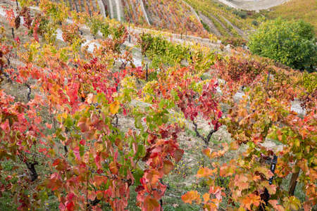 Top view of river, the hills with the "quitas" and the vineyards in the Valley of the River Douro, Portugalの写真素材