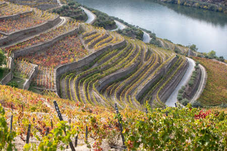 Top view of river, the hills with the quitas and the vineyards in the Valley of the River Douro,...
