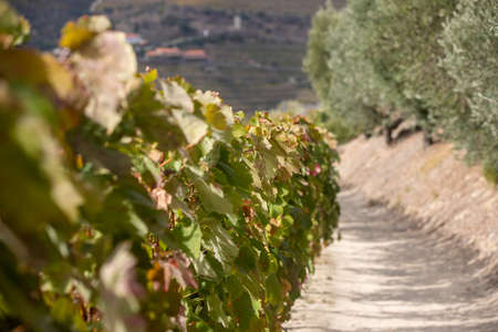 Top view of river, the hills with the "quitas" and the vineyards in the Valley of the River Douro, Portugalの写真素材
