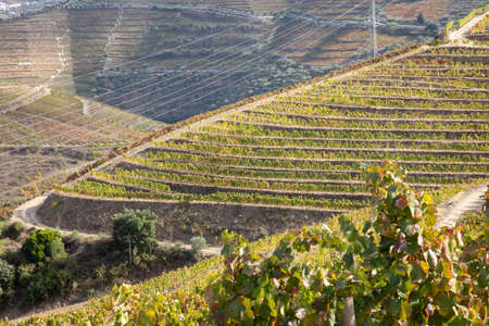 Top view of river, the hills with the "quitas" and the vineyards in the Valley of the River Douro, Portugalの写真素材