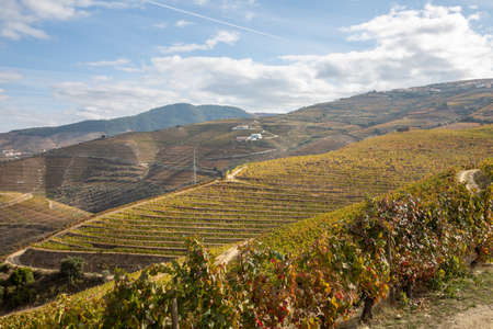 Top view of river, the hills with the quitas and the vineyards in the Valley of the River Douro,...