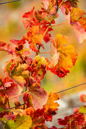 Close-up of grape leaves, the leaves of the grapevine plant, in autumn coloursの写真素材