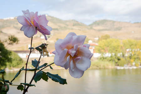 Close-up of a pink rose on a backdrop of the river, hills, quitas and the Porto wine vineyards in...