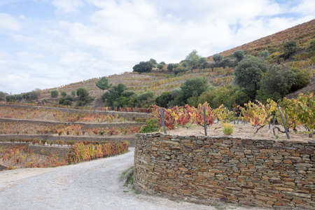 Top view of river, the hills with the "quitas" and the vineyards in the Valley of the River Douro, Portugalの写真素材