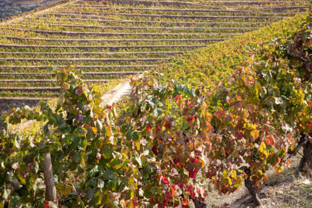 Top view of river, the hills with the quitas and the vineyards in the Valley of the River Douro,...