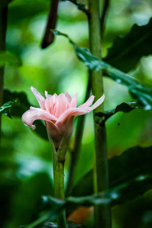 Etlingera elatior, also known as torch ginger, ginger flower, red ginger lily, torch lily, wild...