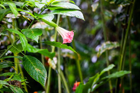 Pink Brugmansia insignis, angel's trumpet with large, fragrant poisonous flowers in Arenal region, Costa Ricaの写真素材