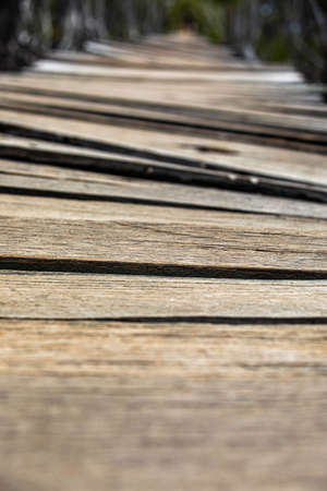 Close-up of wooden planks bridge in the mangrove reforestation project, Avellana Beach, Costa Rica