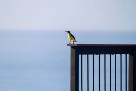 The great kiskadee (Pitangus sulphuratus), called bem-te-vi, in the tyrant flycatcher family in Cost Ricaの写真素材