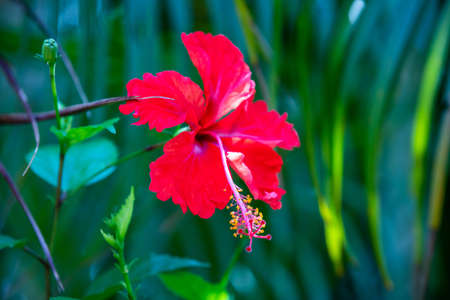 Close-up of Red Hibiscus rosa-sinensis flower over lush green background in Costa Ricaの写真素材