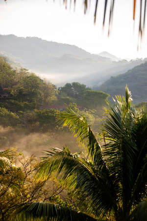 Tropical forest with trees, animals and birds in Cost Ricaの写真素材