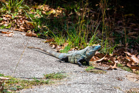 Blue spiny-tailed iguana (Ctenosaura similis) on the dry forest floor of Guanacaste region of Costa Ricaの写真素材
