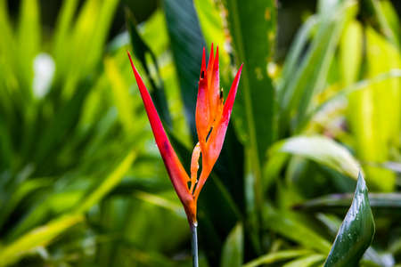 Easter Heliocona (Heliconia Wagneriana) showy, tropical flowers with beautiful, brilliant colorful...