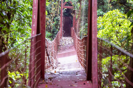 View of the hanging bridges in "Mistico Arenal Puentes Colgantes" park in Arenal region, Costa Ricaの写真素材
