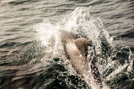 Pods of Oceanic dolphins or Delphinidae playing in the water in the Atlantic Ocean, off the coast of Algarve, Portugal.の写真素材