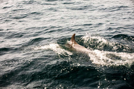 Pods of Oceanic dolphins or Delphinidae playing in the water in the Atlantic Ocean, off the coast of Algarve, Portugal.の写真素材