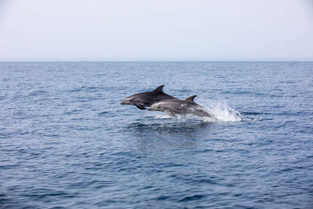 Pods of Oceanic dolphins or Delphinidae playing in the water in the Atlantic Ocean, off the coast of Algarve, Portugal.の写真素材