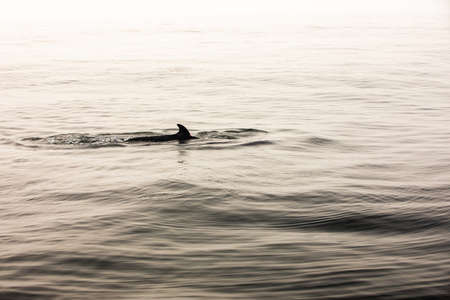Pods of Oceanic dolphins or Delphinidae playing in the water in the Atlantic Ocean, off the coast of Algarve, Portugal.の写真素材