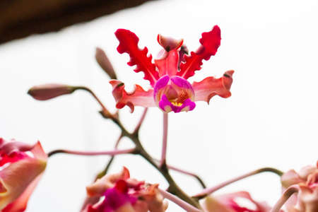Close-up of colourful orchidaceae, commonly called orchids , at the Monteverde Orchid Garden in Costa Ricaの写真素材