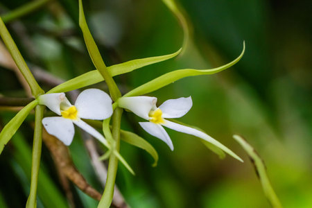 Close-up of colourful orchidaceae, commonly called orchids , at the Monteverde Orchid Garden in Costa Ricaの写真素材