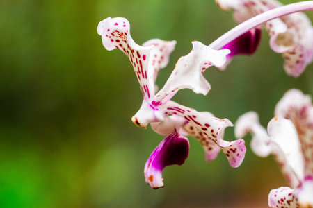 Close-up of colourful orchidaceae, commonly called orchids , at the Monteverde Orchid Garden in Costa Ricaの写真素材