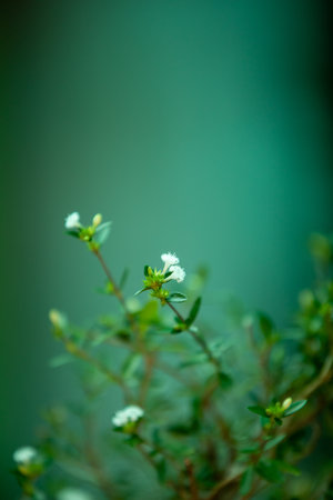 Close-up of colourful orchidaceae, commonly called orchids , at the Monteverde Orchid Garden in Costa Ricaの写真素材