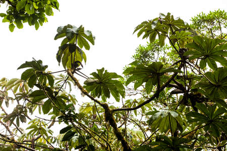 Misty landscape in the Monteverde forest of Costa Rica, with birds flying above the trees canopiesの写真素材