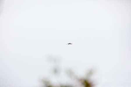 Misty landscape in the Monteverde forest of Costa Rica, with birds flying above the trees canopiesの写真素材