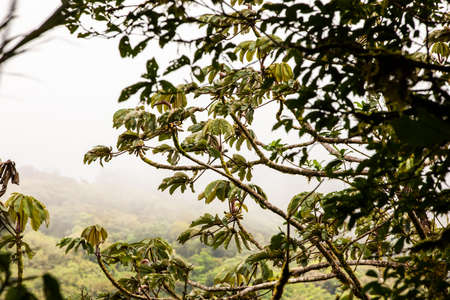 Misty landscape in the Monteverde forest of Costa Rica, with birds flying above the trees canopies