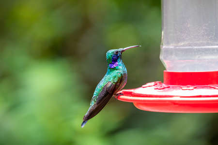 Different species of hummingbirds (Trochilidae family) feeding at bird feeders in Monteverde, Costa Ricaの写真素材