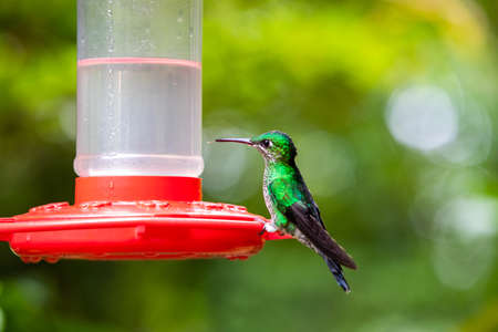 The rufous-tailed (Amazilia tzacatl) medium-sized hummingbird at a birds feeder in Monteverde, Costa Ricaの写真素材