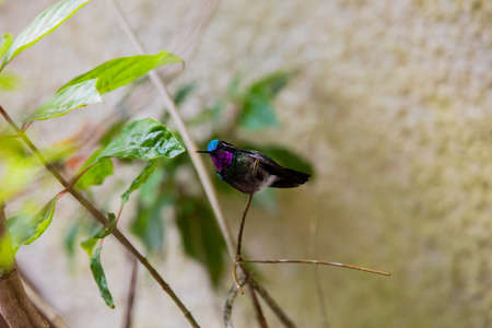 Different species of hummingbirds (Trochilidae family) feeding at bird feeders in Monteverde, Costa Ricaの写真素材