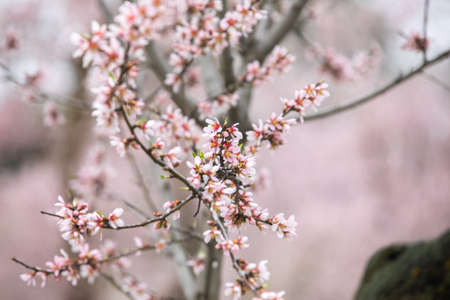 Double flowering plum (Prunus triloba) and White  flowering almond (Jordan almonds) trees in springの写真素材