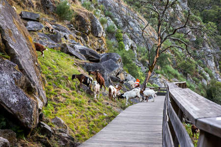 Goats on the â€œPassadiÃ§os do Paiva Trailhead Areinhoâ€ in Arouca Geopark, on river...