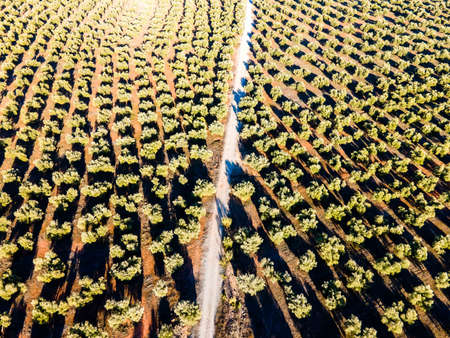 Andalusian olive groves in Jaen, home to 37.6% of the total olive-growing land in Andalusia, Spain, the country's biggest producers and the world's leading olive tree grower.の写真素材