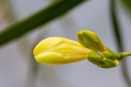 Close-up of freesia herbaceous perennial flowering plants buds in natural light