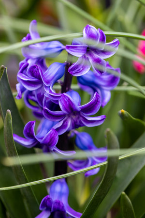 Purple Hyacinthus orientalis, the common hyacinth, garden hyacinth or Dutch hyacinth