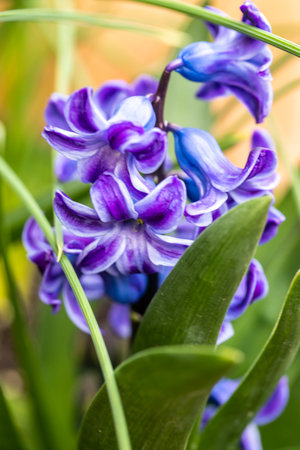 Purple Hyacinthus orientalis, the common hyacinth, garden hyacinth or Dutch hyacinthの写真素材