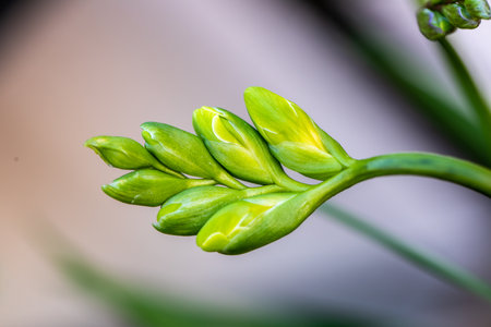 Close-up of freesia herbaceous perennial flowering plants buds in natural light