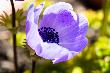 Anemone coronaria, the poppy anemone, known as Spanish marigold, or windflowerの写真素材