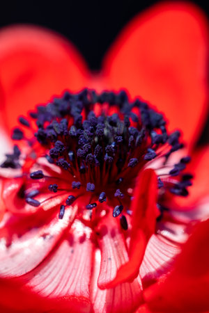 Anemone coronaria, the poppy anemone, known as Spanish marigold, or windflower