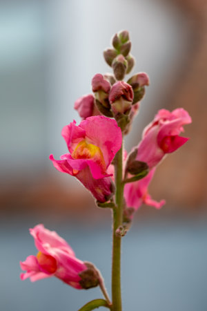Close-up of colourful Antirrhinum, commonly known as dragon flowers, snapdragons and dog flower, in...